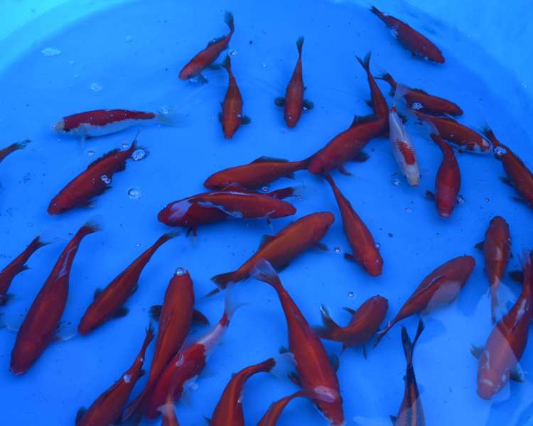 4-5" (10-12cm) Red Goldfish